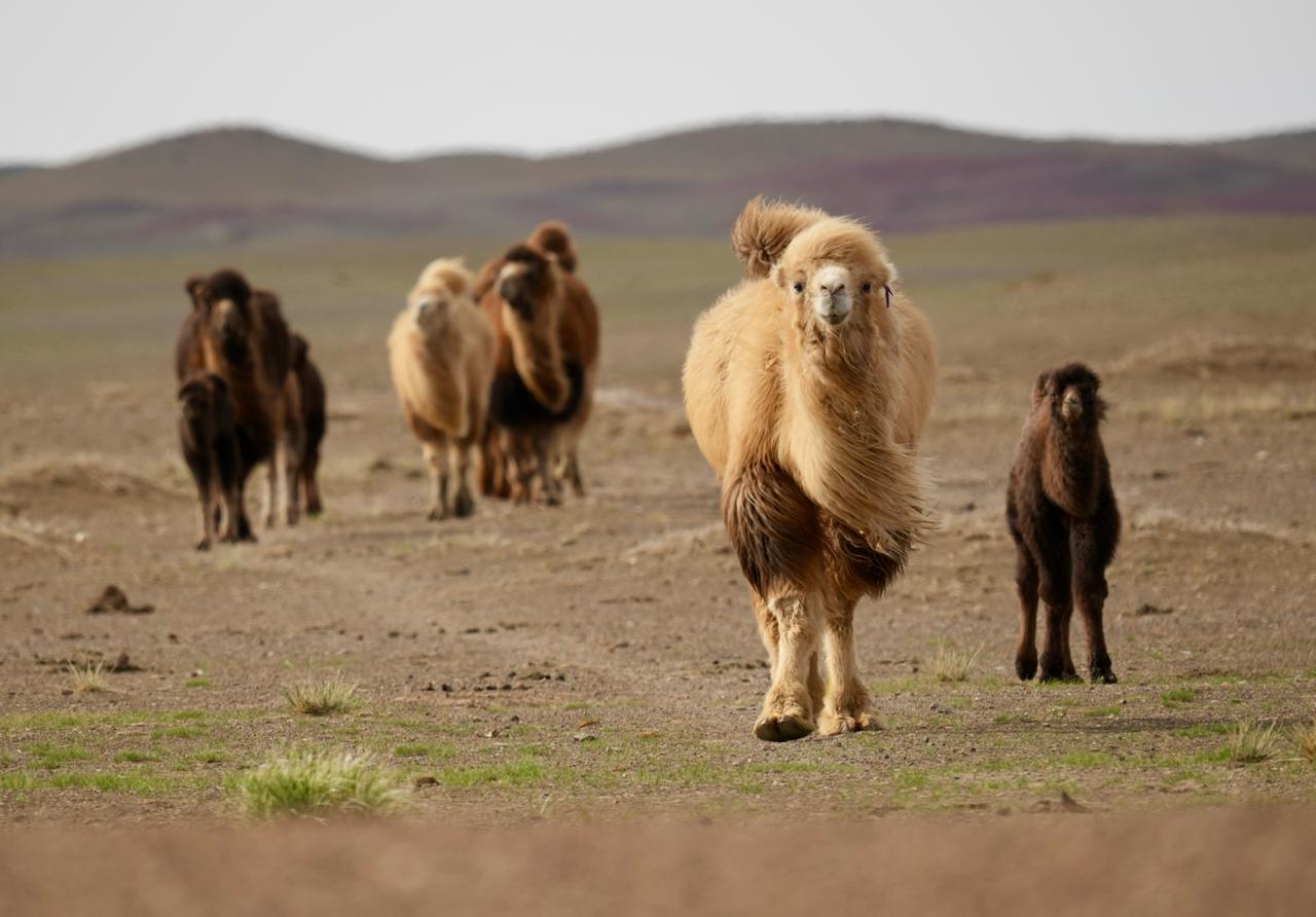Camels in Middle Gobi