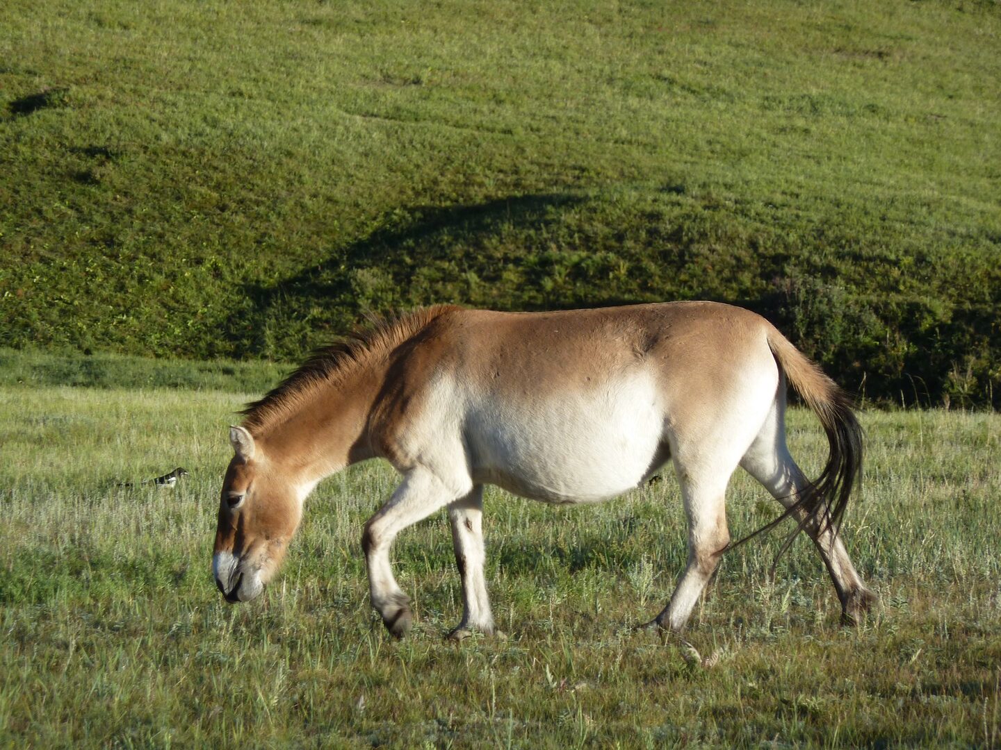 Takhi Horse
