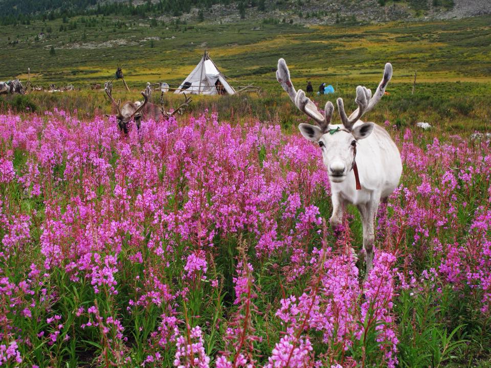 Tsaatan Camp by Brian Combs